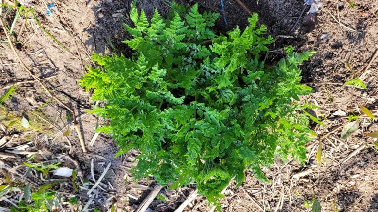 Sweet Cicely, key ingredient in 3 new tea blends
